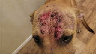 Signs of Sarcoptic Mange in Dogs and Treatment  Rosie our new Rescue [upl. by Alracal]