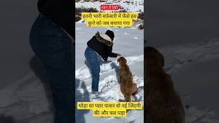 shorts short dog doglover dogs ytshorts youtubeshorts animallover animalshorts love pyar [upl. by Eberhart]