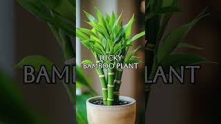 Top 10 Low maintenance plants for beginners in 2024 [upl. by Nwahsak]