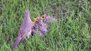 Baby bird feeding and raising  How to feed a baby bird [upl. by Attenoj]