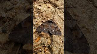 Moth at Sawnee Mountain [upl. by Izaak186]