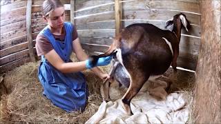 Goat Care Pt 3 Labor amp Kidding [upl. by Yajeet150]