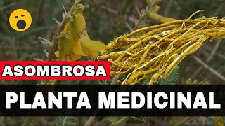 😱 Astragalus Beneficios Y Propiedades ✔️ ¿Para Qué Sirve El Astrágalo Astragalus Membranaceus 👈 [upl. by Lucien373]