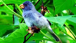 ♫ Mochuelo Pico Maiz  Sporophila Intermedia  Gray Seedeater ஜ [upl. by Eimme560]