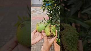 laxman phalamsoursoppunasa mangoలక్ష్మణఫలంsoursop soumygarden shortvideo gardening [upl. by Jamnes]