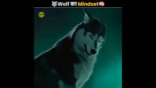 भेड़ियों का Mindset 🐺  Wolf Mindset  The Fact  shorts ytshorts [upl. by Ahcarb362]