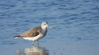 Common Greenshank Pantana Tringa nebularia [upl. by Groeg26]