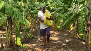 Banana farming • Fertilizer application • 19092024 banana fruit farming satisfying video [upl. by Ahsined]