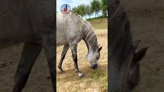 Best wild horses Mare revolutionising young foals future stallions Horses 97 [upl. by Gwendolyn]