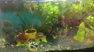 Planted tank ecosystem ❤️🥰 [upl. by Michal]