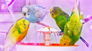 Budgies Singing for Lonely Budgies while taking a Bath [upl. by Grosberg]