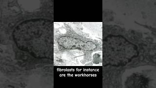 Fibroblast the workhorses of connective tissue biology science microscope doctor tissue [upl. by Lerraf713]