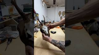 Mounting a Roe Deer super easy way diycrafts shorts short diy hunting roedeer skull trophy [upl. by Terrye]