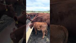 Almost fell out trying to walk in the bunk backwards agtalkwithalex missouri ranchlife rancher [upl. by Etteragram490]