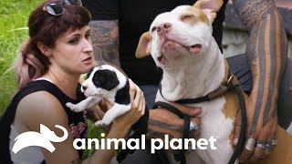 3 rescates conmovedores  Pit bulls y convictos  Animal Planet [upl. by Ahkihs]