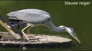 20240924 BLAUWE REIGER ARDEA CINERA [upl. by Zosima]