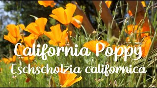 Plant Spotlight California Poppy [upl. by Joletta325]