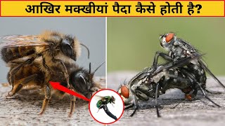 आखिर मक्खीयां पैदा कैसे होती है । Housefly Life Cycle Video । Born To Fly । Makkhi Ka Janm । Fact [upl. by Derk]