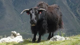 Tibetan Yaks གཡག་ [upl. by Riamo]