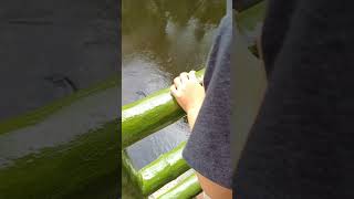 Feeding the Arapaima fish Avilonzoo manila summervacation [upl. by Adlez]