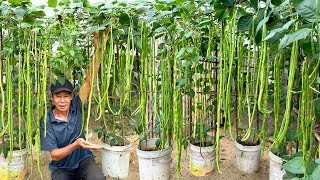 The Secret Helping Cowpeas Achieve Outstanding Yields Without Spending Much Care [upl. by Attevad]