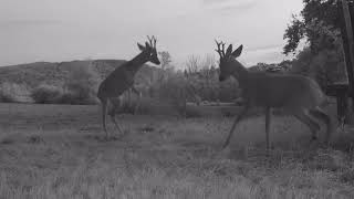 Faune sauvage  Affrontement entre 2 chevreuils  lièvres renards  Full HD [upl. by Loos933]