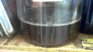 Easy Home Made Muscadine Wine [upl. by Norrat]