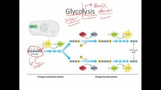 Biology Glycolysis and Krebs 75Biology Exploring Life [upl. by Swagerty]