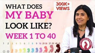 What does my Baby look like Week 1 to 40  Dr Anjali Kumar  Maitri [upl. by Mayram]