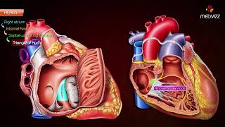 Gross anatomy of Right atrium RA Animation  Usmle step 1  National exit test [upl. by Acirt]