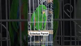 Eclectus Parrot parrot babyparrot parrotfood birds drrahulbirdcare Parrot babyparrot shorts [upl. by Mccarty]