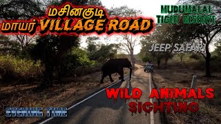 🔥THrilling Masinagudi Safari  Elephant Attack  Moyar Village Road SimbaaVlogs [upl. by Etnohc]