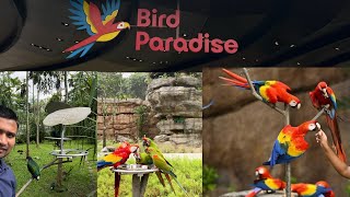 Singapore bird 🦢 paradise ytvideo viewsplz video yt tagsyoutube tags [upl. by Trina]