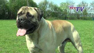 Bullmastiff Informationen zur Rasse [upl. by Cowey864]