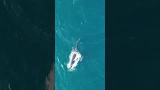 Humpback whale feeding off Clovelly Beach September 2024 [upl. by Gustavus]