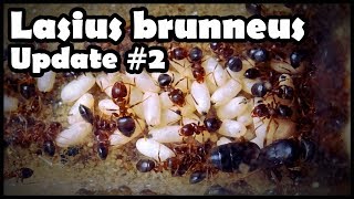 Entwicklungbericht und Fütterungsvideo  Lasius brunneus 2 [upl. by Andris959]