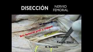 ANATOMÍA PARA BLOQUEOS DEL MIEMBRO INFERIOR [upl. by Perretta]