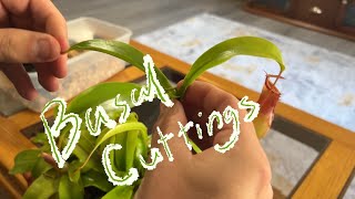 Giving Nepenthes Basal Cuttings a Shot [upl. by Sue626]