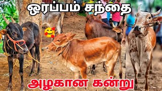 4092024 ஒரப்பம் மாட்டு சந்தை கிருஷ்ணகிரி orappam cow market TN24 sakthi vlogs [upl. by Thalia]