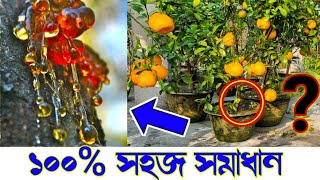 গ্যামোসিসকান্ড ফেটে আঠা ঝরছে 100 সহজ সমাধান gummosis treatment  disease of mango amp citrus [upl. by Olodort]