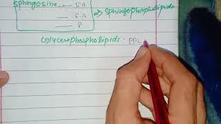 Metabolism of Phospholipids part 1 Synthesis of Phosphotidic Acid [upl. by Gregorio]