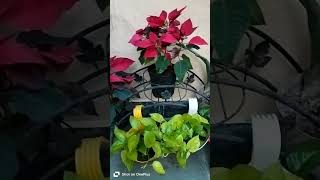 Poinsettia plant care tipsplanthappylovegarden [upl. by Onimixam]