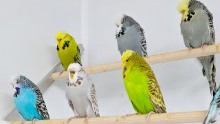 Daily Life of our Budgies 3 [upl. by Etac]