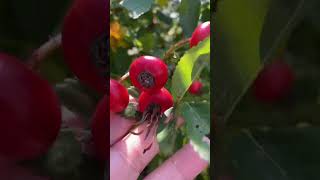 Red Berry Berry Fruit video fruit viralvideo youtubeshorts [upl. by Bedwell740]