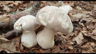 La seta engañosa la que más intoxicaciones produce  Entoloma sinuatum  Deceptive mushroom [upl. by Sauveur]