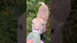 sheep bottle feeding❤ shorts [upl. by Latyrc407]