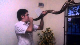 PsMatius LimBAGAIMANA MENIUP SHOFAR [upl. by Hselin]