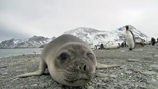 Elephant seals can be real friendly when they don’t have any land predators SouthGeorgia Seal [upl. by Zerep]