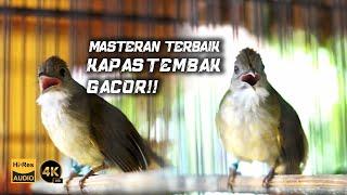 MASTERAN KAPAS TEMBAK GACOR DOR  BIRD OF INDONESIA [upl. by Enicnarf]