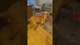 9 years old vs Two 9 month old vizslas [upl. by Haveman483]